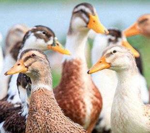 La Revue Nationale de La Chasse 933 Kennedy et les canards mutants