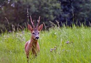 La Revue Nationale de La Chasse 933 Un sacré phénomène !