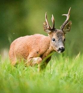 La Revue Nationale de La Chasse 933 À en perdre la tête
