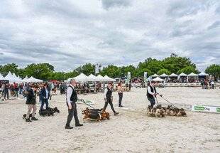 La Revue Nationale de La Chasse 933 Prix du Chien de chasse