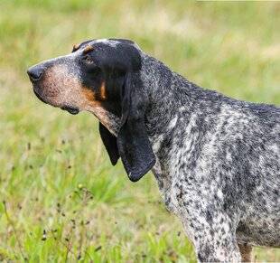 La Revue Nationale de La Chasse 933 Le grand bleu de Gascogne