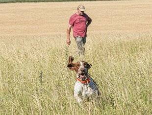 La Revue Nationale de La Chasse 933 Nos chiens peuvent-ils s'adapter ?