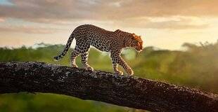 La Revue Nationale de La Chasse 933 L'aventure des safaris d'autrefois, avec Montefeltro