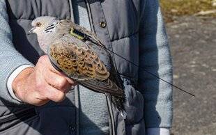 La Revue Nationale de La Chasse 934 Tourterelle des bois : enfin des bonnes mesures ?