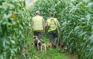 La Revue Nationale de La Chasse 934 Dans l'enfer du maïs