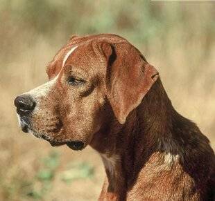 La Revue Nationale de La Chasse 934 Le chien d'arrêt portugais
