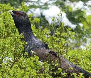 La Revue Nationale de La Chasse 935 Le monde à l'envers