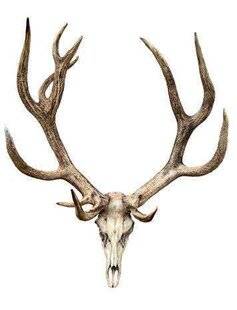 La Revue Nationale de La Chasse 935 12 cors et record