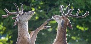La Revue Nationale de La Chasse 935 Ouverture du cerf en juin : un coup d'épée dans l'eau ?