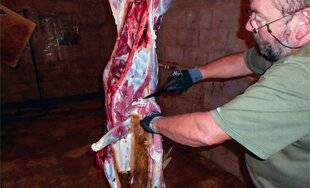 La Revue Nationale de La Chasse 935 Risques sanitaires et conseils d'hygiène