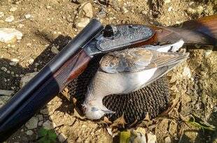 La Revue Nationale de La Chasse 935 Chasse de la tourterelle des bois, quelles sont les règles et modalités ?