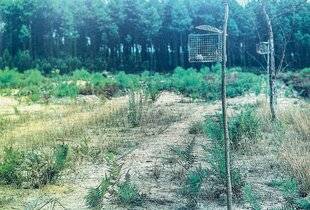 La Revue Nationale de La Chasse 935 Une chasse patrimoniale disparue : l'ortolan à la matole