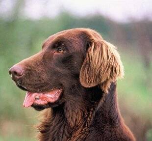 La Revue Nationale de La Chasse 935 Le retriever à poil plat