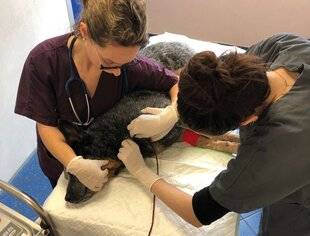 La Revue Nationale de La Chasse 935 Les chiens peuvent donner leur sang pour en sauver d'autres