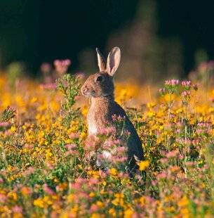 La Revue Nationale de La Chasse 936 LE LAPIN