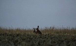 La Revue Nationale de La Chasse 936 Le lièvre : le gîte et le couvert