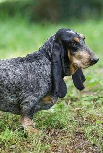 La Revue Nationale de La Chasse 937 LE BASSET BLEU DE GASCOGNE