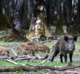 La Revue Nationale de La Chasse 937 QUAND LE SANGLIER IMPOSE SA LOI