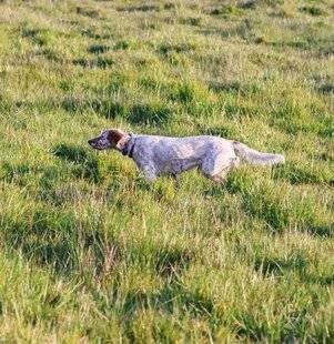 La Revue Nationale de La Chasse 937 Les chiens de chasse