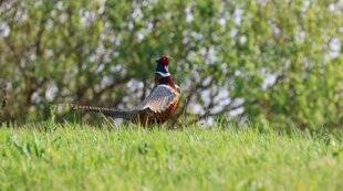 La Revue Nationale de La Chasse 937 Biologie des espèces : le plumage des oiseaux