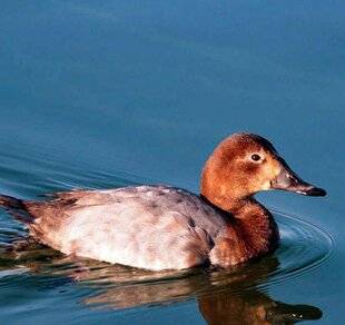 La Revue Nationale de La Chasse 938 La chasse attaquée