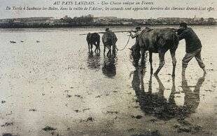 La Revue Nationale de La Chasse 938 LA CHASSE À LA JUMENT DANS LES BARTHES DE L'ADOUR