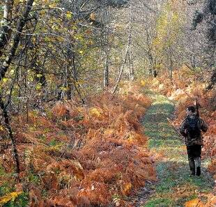 La Revue Nationale de La Chasse 938 BÉCASSE : 30 ANS D'UNE GESTION EXEMPLAIRE