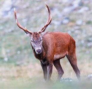 La Revue Nationale de La Chasse 938 TROIS AUTOMNES POUR UN CERF