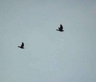 La Revue Nationale de La Chasse 938 Biologie des espèces : la migration