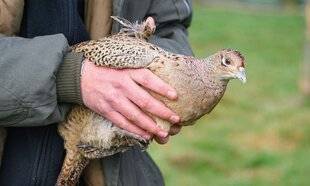 La Revue Nationale de La Chasse 938 DE TRANSPORTER UN ANIMAL BLESSÉ