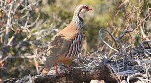 La Revue Nationale de La Chasse 938 PERDRIX ET LAPINS DE CASTILLE