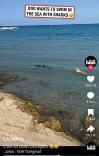 La Revue Nationale de La Chasse 939 Retriever for ever!