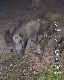 La Revue Nationale de La Chasse 939 8 701