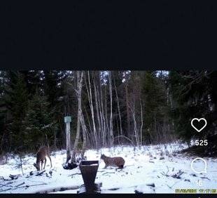 La Revue Nationale de La Chasse 939 La prédation par le lynx