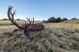 La Revue Nationale de La Chasse 939 SUR LES TRACES DU ROI FANTÔME