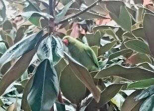 La Revue Nationale de La Chasse 939 LA PERRUCHE À COLLIER CITADINE EXOTIQUE ET BRUYANTE