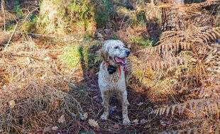 La Revue Nationale de La Chasse 939 BEEPERS ET COLLIERS DE DRESSAGE : NOUVELLES AVANCÉES