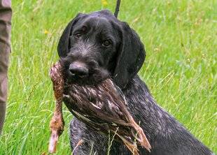 La Revue Nationale de La Chasse 939 LA POLYVALENCE DES CHIENS ALLEMANDS