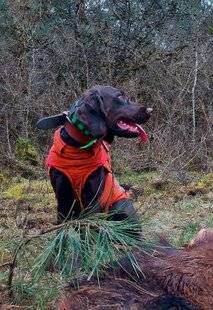 La Revue Nationale de La Chasse 939 WACHTELHUND DE LA CAILLE AU LOUP