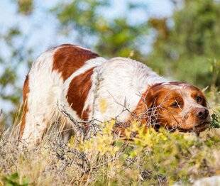 La Revue Nationale de La Chasse 939 CHALLENGE NATIONAL LA FINALE DES CHASSEURS DE FRANCE