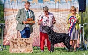 La Revue Nationale de La Chasse 939 Retrievers Best in Show