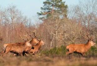 La Revue Nationale de La Chasse 940 classés ESOD ?