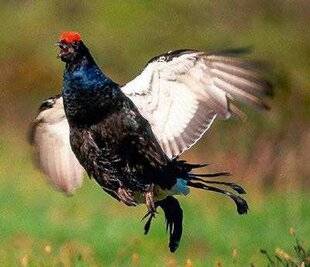 La Revue Nationale de La Chasse 940 Stop au tétras et à la bartavelle