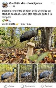 La Revue Nationale de La Chasse 940 Automne : entre champignon et perdition