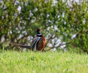 La Revue Nationale de La Chasse 940 FAISAN NATUREL : UNE CHASSE HAUTE EN COULEUR !