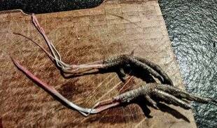 La Revue Nationale de La Chasse 940 Enlever les tendons du faisan