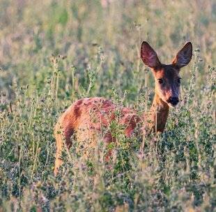La Revue Nationale de La Chasse 940 Biologie des espèces : la diapause embryonnaire