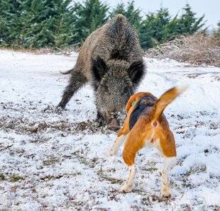 La Revue Nationale de La Chasse 940 ENTRAÎNEMENT ET GESTION D'UNE ACTION HAUTE TENSION