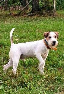 La Revue Nationale de La Chasse 940 RUSSELL TERRIER
