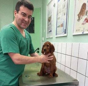 La Revue Nationale de La Chasse 940 LES CHIENS DE CHASSE VIVENT-ILS MOINS VIEUX ?